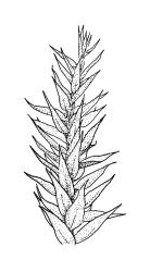 Eriodon cylindritheca,  branch detail. Drawn from B.H. Macmillan 87/4, CHR 413377.
 Image: R.C. Wagstaff © Landcare Research 2019 CC BY 3.0 NZ